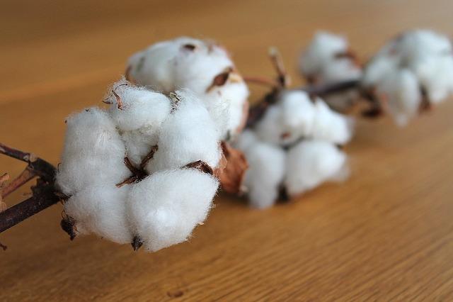 Qué es el algodón