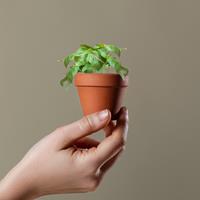 Maceta basil