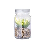 Planta Decorativa Kyala