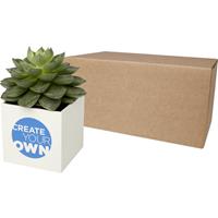 Hey Pots aluminium planted pot - succulent