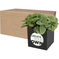 Maceta de aluminio con planta, suculenta, "Hey Pots"