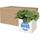 Maceta de aluminio con planta, suculenta, "Hey Pots"