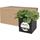 Maceta de aluminio con planta, suculenta, "Hey Pots"