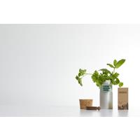 Mezcla de flores para jardín de sobremesa "Hey Pots"